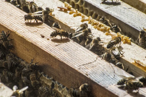 Miel abeja colmena madera marco cera 2 — Foto de Stock