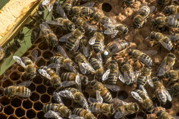 Abeille miel ruche cire cadre blanc marque reine — Photo