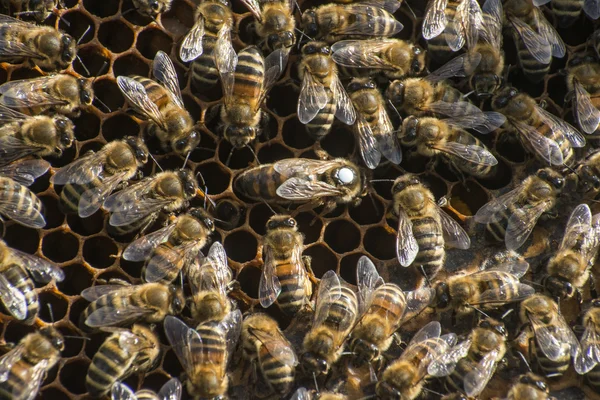 Mézelő méh beehive viasz keret fehér jel királynő 2 — Stock Fotó