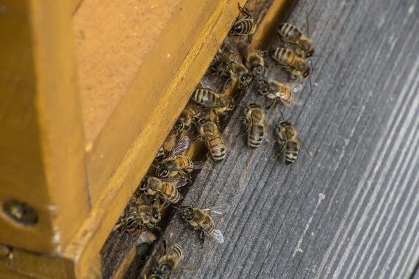 3 の作業を運ぶ pollum の蜂蜜蜂蜂の巣フライ — ストック写真
