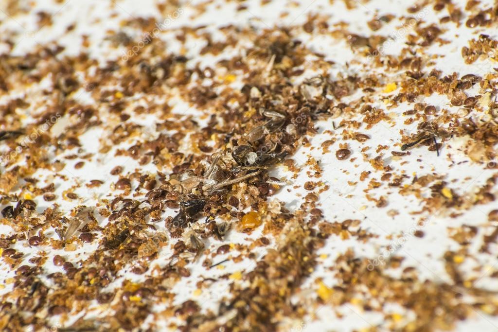 Honey bee beehive residue pollen varroa acarid
