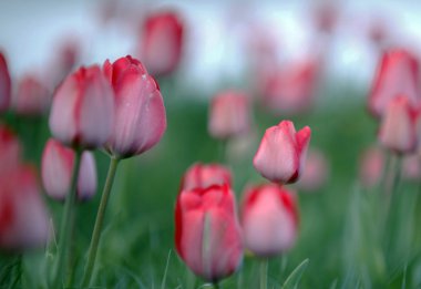 Pembe Lale bahar 2 büyüyen çiçek çiçek