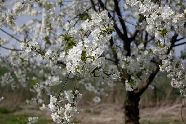 Belle fleur de cerisier poussant au printemps — Photo