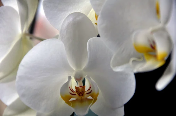 Beautiful flower blossom growing orchid closeup — Stock Photo, Image