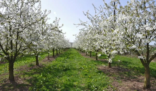 Vackra körsbärsträd blomma växer på våren 4 — Stockfoto
