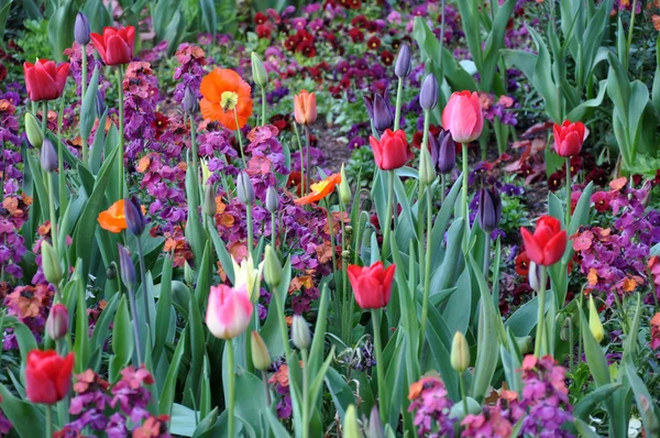 Fleur fleur croissance couleur tulipe printemps 3 — Photo