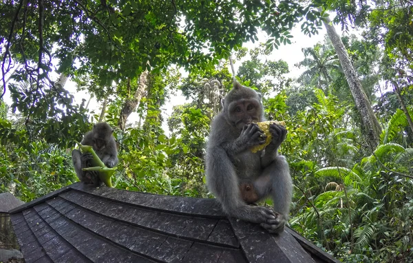 Τρώει Μπαλί Ινδονησία βιότοπο Ubud Monkey Forest — Φωτογραφία Αρχείου