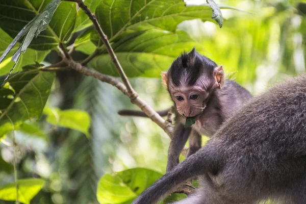 Μπαλί Ινδονησία βιότοπο Ubud Monkey Forest μωρό — Φωτογραφία Αρχείου