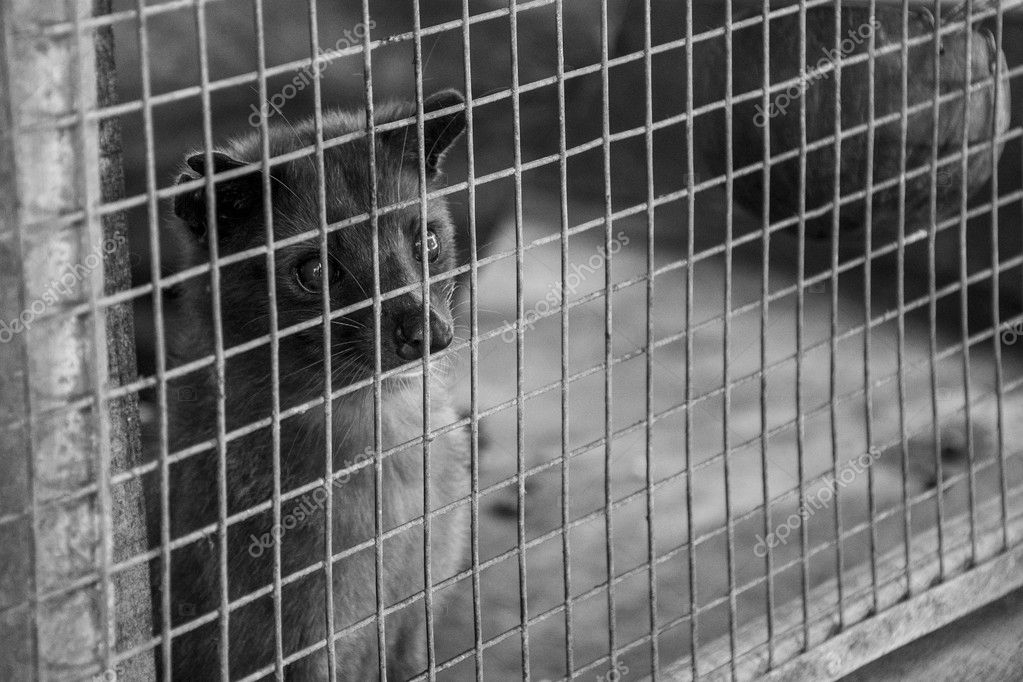 Asian Palm Civet Coffee Making Animal Kopi Luwak Photo By Donogl Asian Palm Civet Coffee Making Animal Kopi Luwak Photo By Donogl