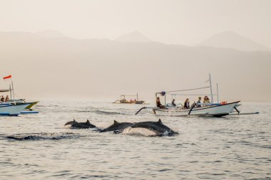 Bali ücretsiz yunus izlerken tekne Lovina Beach 7