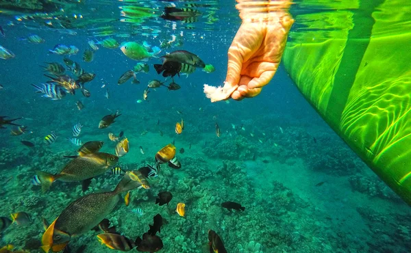 Coral Wildlife Bali Indonesia acuarela peces — Foto de Stock