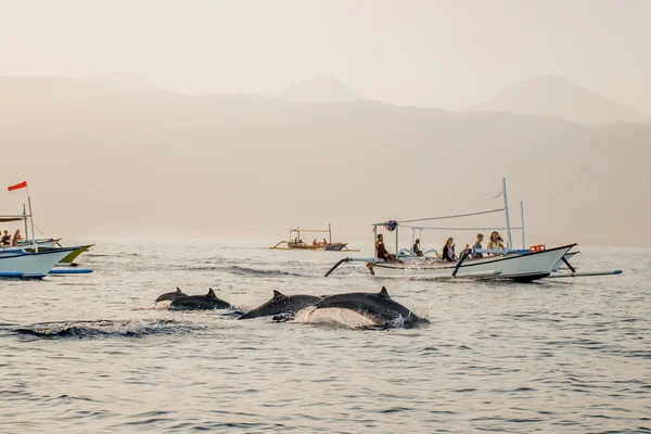 Bali ücretsiz yunus izlerken tekne Lovina Beach 7