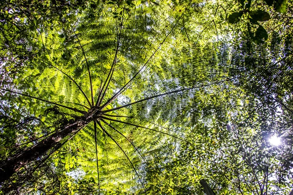 Bali Indonésia palmeira verde Selva Tamblingan — Fotografia de Stock