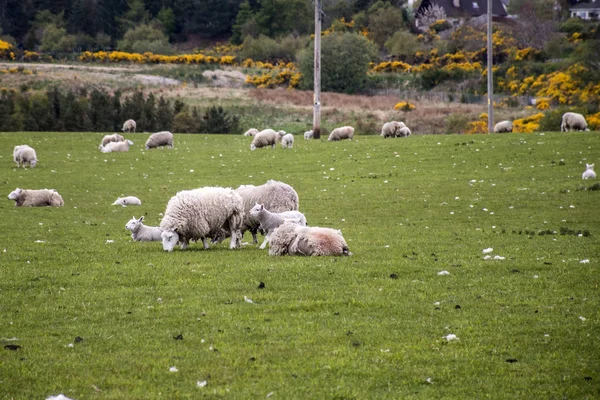 スコットランドの緑のフォアグラに羊の群れのファーム — ストック写真