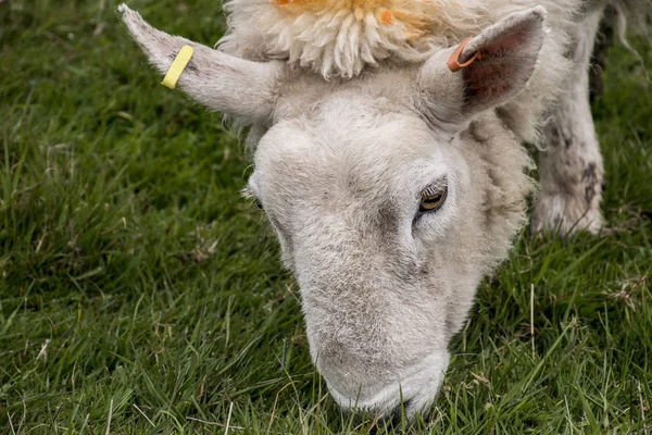 Fermă de turmă de oi pe gras verde în Scoția closeup — Fotografie, imagine de stoc