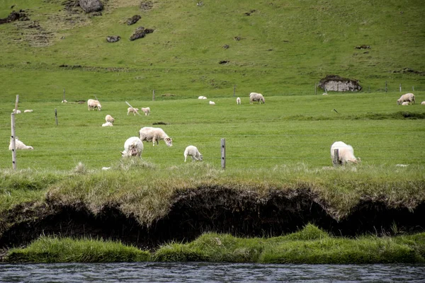 Peisaj epic în Islanda cu iarbă verde oi — Fotografie, imagine de stoc