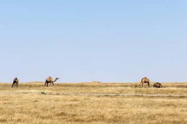 Deve yemek yaban hayatı manzara Umman salalah Arapça 6