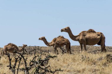 Manzaralı yaban hayatı deve ile