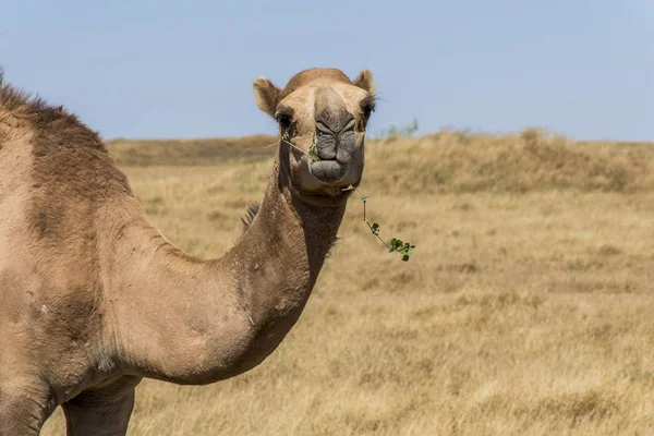 Дика природа верблюда заглянувши всередину камери Оман Салала краєвид Арабська 3 — стокове фото