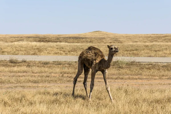 野生動物カメラ オマーンのサラーラ風景アラビア語 4 中ラクダを見て — ストック写真