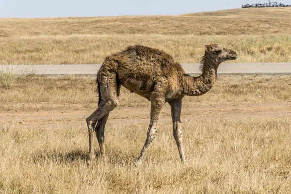 Дика природа верблюда заглянувши всередину камери Оман Салала краєвид Арабська 5 — стокове фото