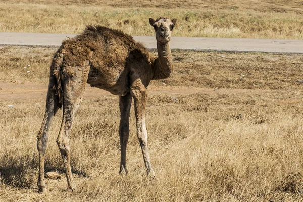 野生動物カメラ オマーンのサラーラ風景アラビア語 9 中ラクダを見て — ストック写真