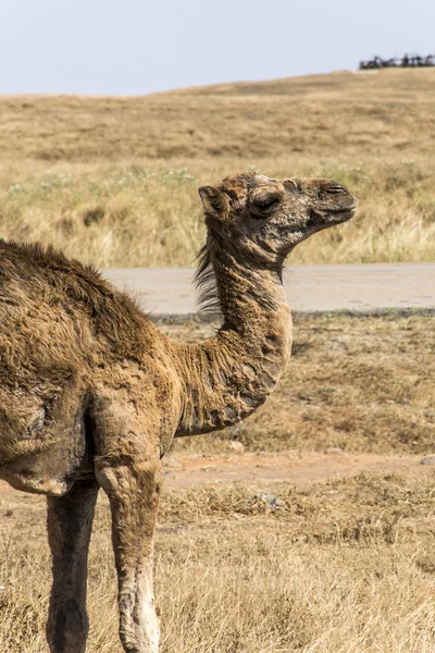 Camel looking inside Camera Oman salalah landscape Arabic 10 — стоковое фото
