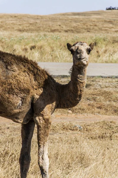 Camel looking inside Camera Oman salalah landscape Arabic 11 — стоковое фото