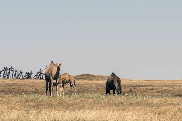 Dzikość Camel jedzenie krajobraz Oman salalah arabski 4 — Zdjęcie stockowe