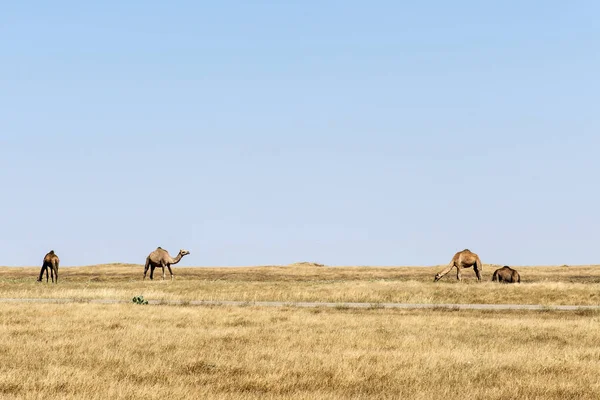 Дикої природи, верблюд їдять краєвид Оман, Салала Арабська 6 — стокове фото