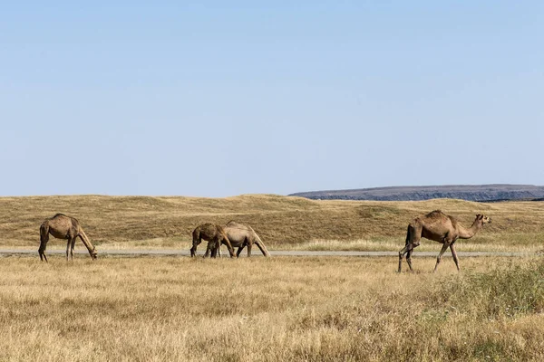 Dzikość Camel jedzenie krajobraz Oman salalah 7 Arabski — Zdjęcie stockowe