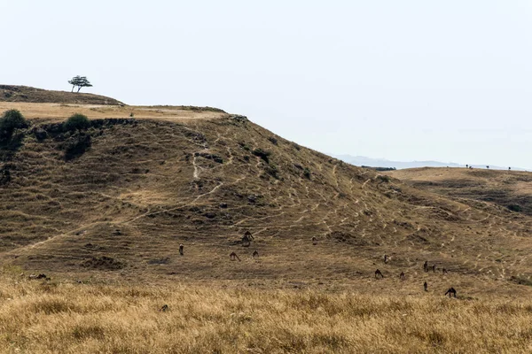 Divoké velbloudí jíst krajina Oman salalah Arabština 8 — Stock fotografie