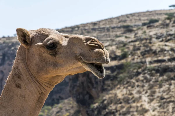 Дика природа верблюд дивлячись смішно всередині камери Оман, Салала краєвид Арабська 4 — стокове фото