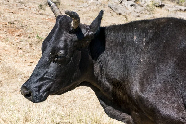 Faunei sălbatice vacă în căutarea Oman salalah peisaj Arabic 2 — Fotografie, imagine de stoc