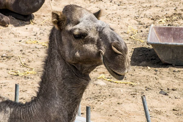 Camello divertido dulce mirando sonriendo dentro de la cámara Omán salalah árabe —  Fotos de Stock