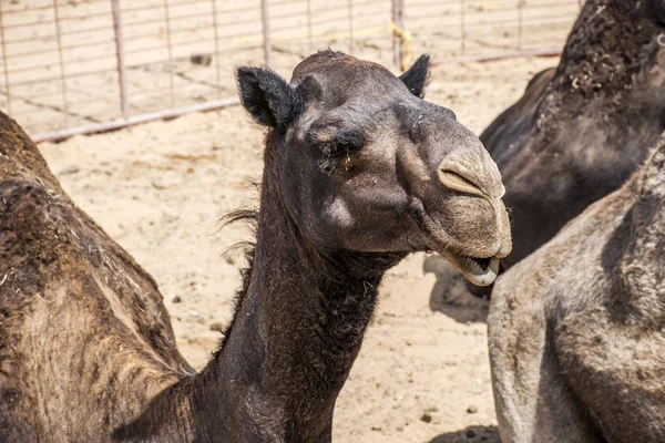 Camello divertido dulce mirando sonriendo dentro de la cámara Omán salalah árabe 2 — Foto de Stock