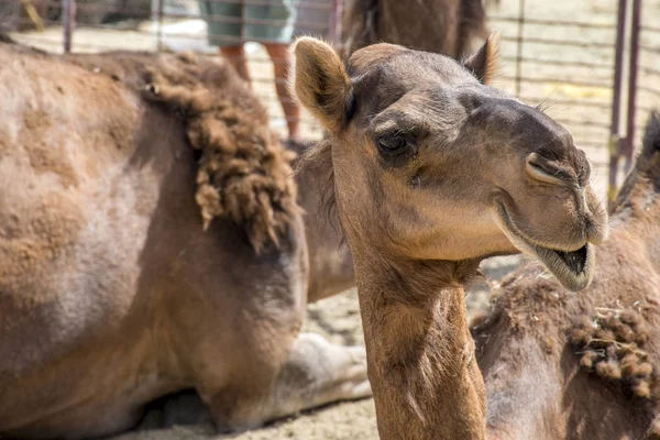 Camello divertido dulce mirando sonriendo dentro de la cámara Omán salalah árabe 4 — Foto de Stock
