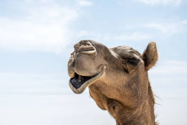 Camello divertido dulce mirando sonriendo dentro de la cámara Omán salalah árabe 5 —  Fotos de Stock