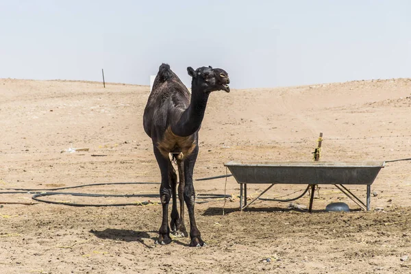 Vista paisagem com vida selvagem Camel — Fotografia de Stock