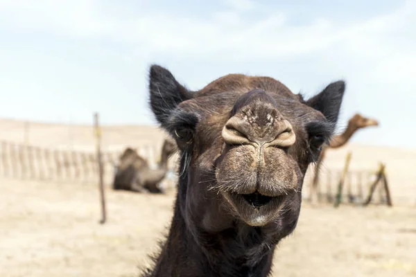 Camello divertido dulce mirando sonriendo dentro de la cámara Omán salalah árabe 8 — Foto de Stock