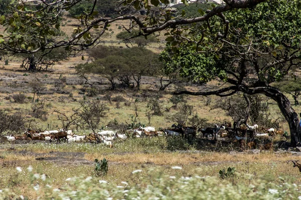 Kozí stádo poblíž Wadi Derbat regionu sultanátu Omán — Stock fotografie