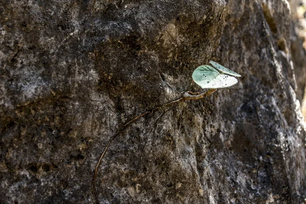 実生植物成長石の生活オマーン Dofar 山脈地域サラーラ 2 — ストック写真