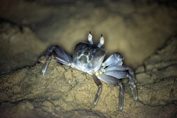 Crab crawling on the sand beach in Oman Salalah Nature Background — Stock Photo, Image