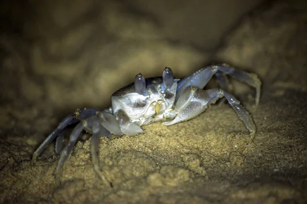 Crab crawling on the sand beach in Oman Salalah Nature Background 2 — Stock Photo, Image