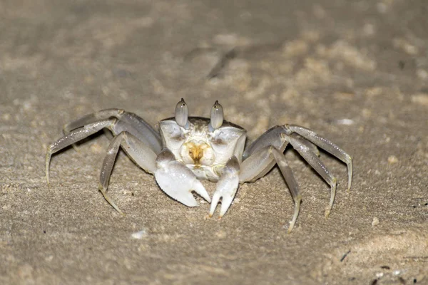 Krab kruipen op het zandstrand in Oman Salalah natuur achtergrond 3 — Stockfoto