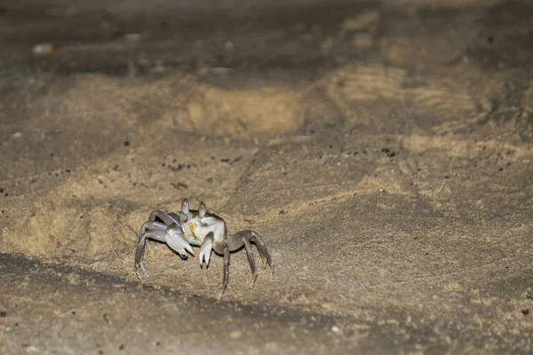 Krabba som kryper på en sandstrand i Oman Salalah natur bakgrund 4 — Stockfoto
