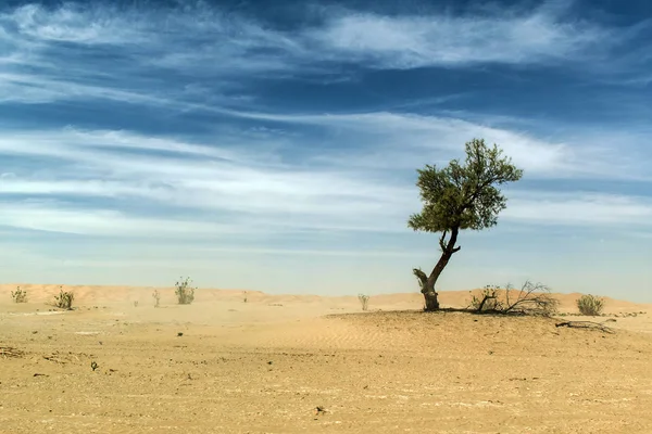 Utomhus sand träd stående dune oman sky gamla öknen rub al khali — Stockfoto