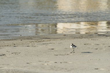 Kuş Sanderling arama Yengeç Umman - Calidris alba 2 plaj