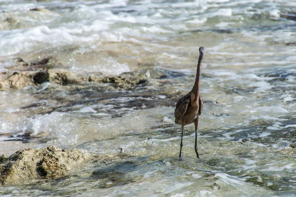 墨西哥的鹭鸟海滩卡门尤卡坦半岛 5 — 图库照片