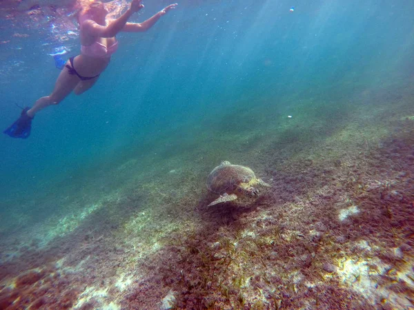 Tortuga marina mexicana nadando bajo el agua con chica — Foto de Stock